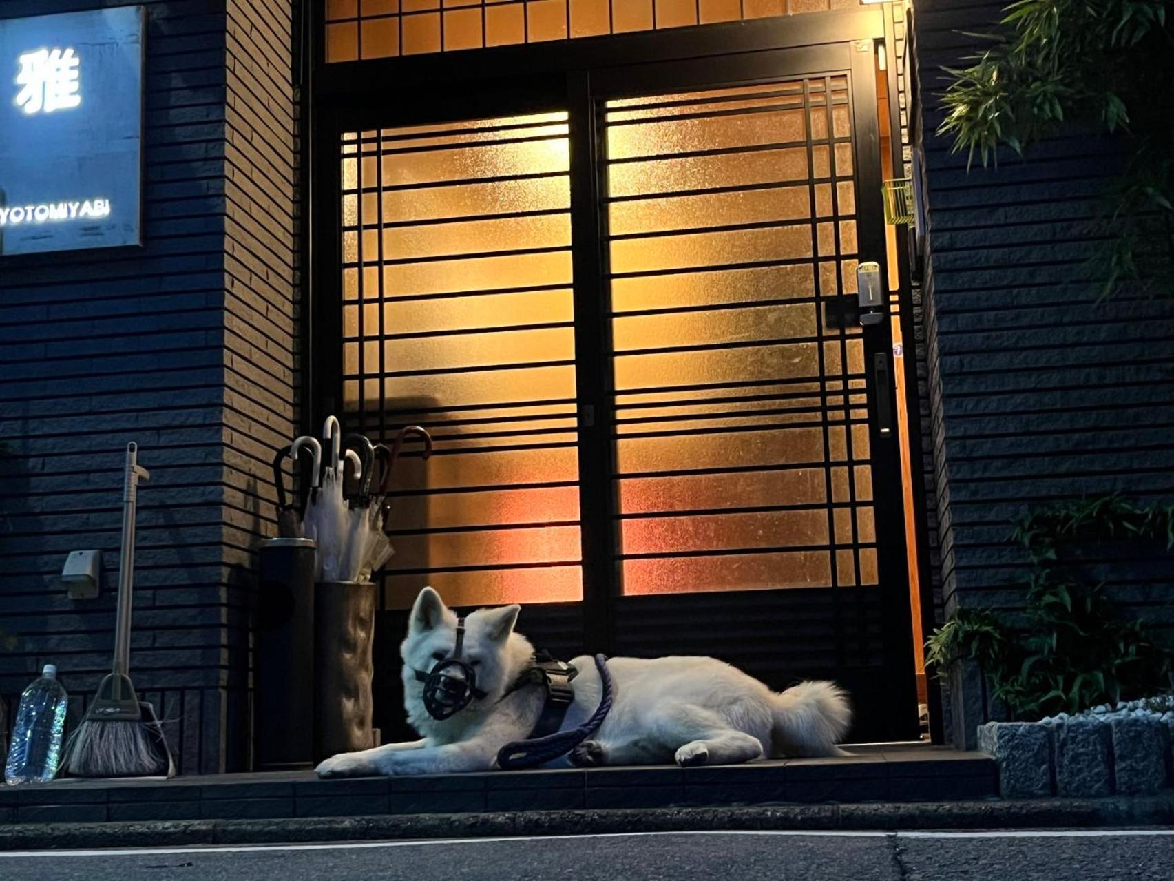 雅 — Photos 1